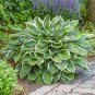 Hosta Seeds Light Army Green With Greyish White Edge - 200 Seeds