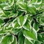 Hosta Seeds Light Army Green With Greyish White Edge - 200 Seeds