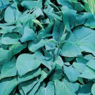 Hosta Seeds Mixed 12 Colors - 500 Seeds Hosta Seeds Mixed 12 Colors - 500 Seeds