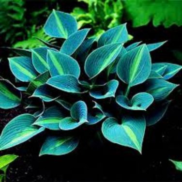 Hosta Flower Garden Perennials Ornamental Lily Shade Hosta Plants - 150 Seeds
