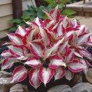 Hosta Seeds Perennial Mixed 8 Types - 200 Seeds Hosta Seeds Perennial Mixed 8 Types - 200 Seeds