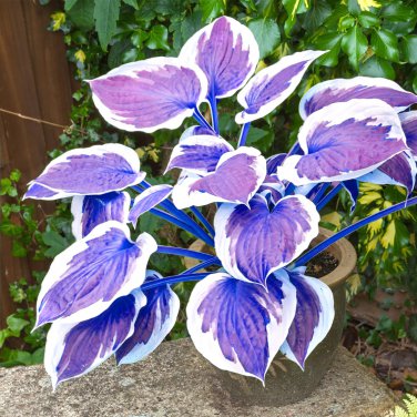 Hosta Plant Seeds Perennials Plantain Flower - 200 Seeds