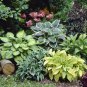 Hosta Plant Seeds Perennials Plantain Flower - 200 Seeds
