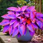 Hosta Plant Seeds Perennials Plantain Flower - 200 Seeds