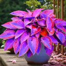 Hosta Seed Perennials Rose Red Leaves with White Edge - 200 Seeds Hosta Seed Perennials Rose Red Leaves with White Edge - 200 Seeds