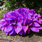 Hosta Purple Round Leaves - 200 Seeds Hosta Purple Round Leaves - 200 Seeds