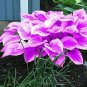 Hosta Purple Round Leaves - 200 Seeds