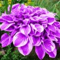 Hosta Purple Round Leaves - 200 Seeds