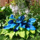 Hosta Seeds Sky Blue Leaves - 100 Seeds