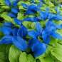 Hosta Seeds Sky Blue Leaves - 100 Seeds