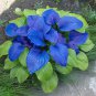 Hosta Seeds Sky Blue Leaves - 100 Seeds