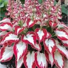 hosta seeds Coleus plant seeds colorful flower bonsai - 100 Seeds