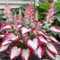 hosta seeds Coleus plant seeds colorful flower bonsai - 100 Seeds