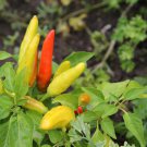 Hot Chili Peppers - 60 Seeds Hot Chili Peppers - 60 Seeds