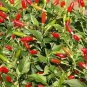 Hot Chili Peppers - 60 Seeds