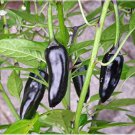 Hot Chilli Pepper Black Olive Seeds professional pack - 20 Seeds Hot Chilli Pepper Black Olive Seeds professional pack - 20 Seeds
