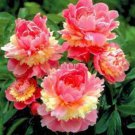 Hot Fire Red Wrinkled Peony Tree - 5 Seeds Hot Fire Red Wrinkled Peony Tree - 5 Seeds