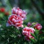 Hot Fire Red Wrinkled Peony Tree - 5 Seeds