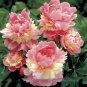 Hot Fire Red Wrinkled Peony Tree - 5 Seeds