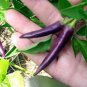 Hot Purple Chilli Pepper Cayenne - 20 Seeds