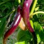 Hot Purple Chilli Pepper Cayenne - 20 Seeds