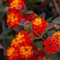 Hot Sale Orange Lantana Camara Perennia -l 20 Seeds