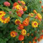 Hot Sale Orange Lantana Camara Perennia -l 20 Seeds