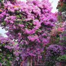 Hot Sale Pink Climbing Bougainvillea Spectabilis Willd Bonsai Plant Flower - 100 Hot Sale Pink Climbing Bougainvillea Spectabilis Willd Bonsai Plant Flower - 100