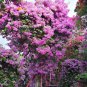 Hot Sale Pink Climbing Bougainvillea Spectabilis Willd Bonsai Plant Flower - 100