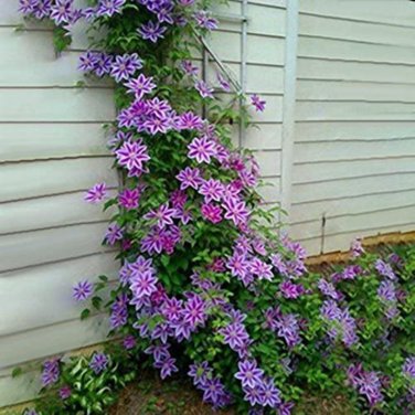 Hot Selling Gimax Clematis Flower Perennial Plant Garden - 100 Seeds