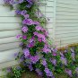 Hot Selling Gimax Clematis Flower Perennial Plant Garden - 100 Seeds