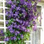 Hot Selling Gimax Clematis Flower Perennial Plant Garden - 100 Seeds