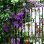 Hot Selling Gimax Clematis Flower Perennial Plant Garden - 100 Seeds