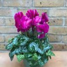 'Houniao' Purple Cyclamen - 5 Seeds 'Houniao' Purple Cyclamen - 5 Seeds