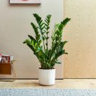 Houseplant Zamioculcas zamiifolia Fern Arum - 100 Seeds