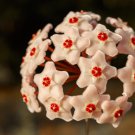 Hoya Carnosa Flower Seeds Milky White with Dark Red Centre - 50 Seeds