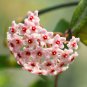 Hoya Carnosa Flower Seeds Milky White with Dark Red Centre - 50 Seeds