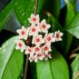 Hoya Carnosa Plant Seed Garden Plant - 15 Seeds