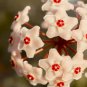 Hoya Carnosa Plant Seed Garden Plant - 15 Seeds