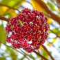 Hoya Carnosa Seeds White and Dark Red Bi-color - 100 Seeds