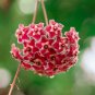 Hoya Carnosa Seeds White and Dark Red Bi-color - 100 Seeds