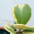 Hoya kerrii Seeds December orchid Family Bonsai Garden Supplies - 100 Seeds Hoya kerrii Seeds December orchid Family Bonsai Garden Supplies - 100 Seeds