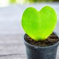 Hoya kerrii Seeds December orchid Family Bonsai Garden Supplies - 100 Seeds