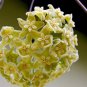 Hoya Light Yellow with Light Pink Centre - 20 Seeds