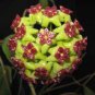Hoya Light Yellow with Light Pink Centre - 20 Seeds