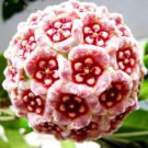 Hoya Potted Hoya Carnosa Flower - 20 Seeds