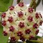 Hoya Potted Hoya Carnosa Flower - 20 Seeds