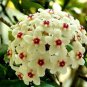 Hoya Potted Hoya Carnosa Flower - 20 Seeds