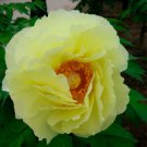 Huang Huakui Golden Yellow Peony Flowers - 5 Seeds Huang Huakui Golden Yellow Peony Flowers - 5 Seeds