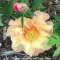 'Huangfeijui' Yellowish Orange Peonny - 5 Seeds